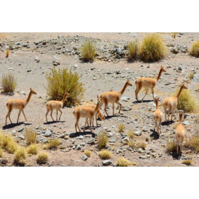 Vicuna